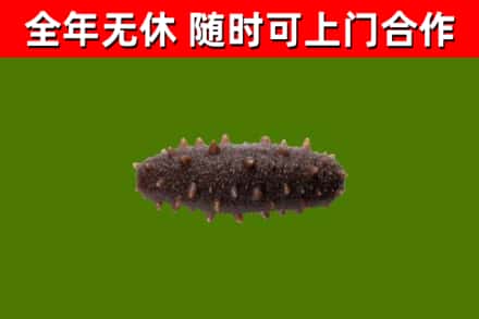 长白县回收海参干